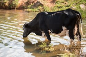 Dairy Wastewater Processing